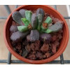 Stomatium Alboroseum SB1216 - Plant